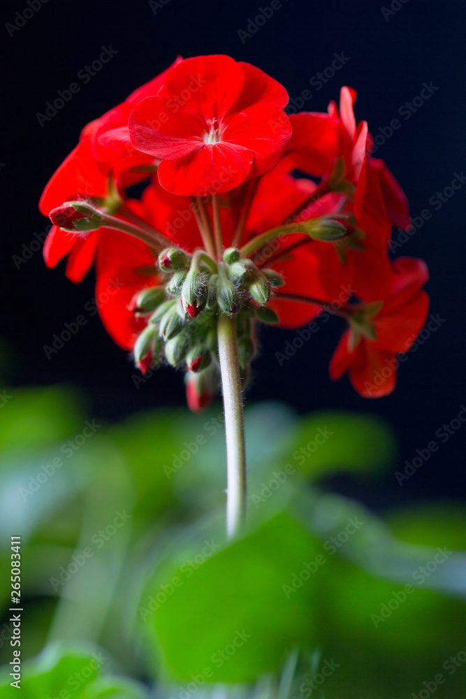 Red room geranium flowers on the stem. Red buds of decorative geranium with half-blooming scarlet flowers. Houseplant geraniums with red flowers closeup. Red room geranium flowers on the stem. Red buds of decorative geranium with half-blooming scarlet flowers. Houseplant geraniums with red flowers closeup.