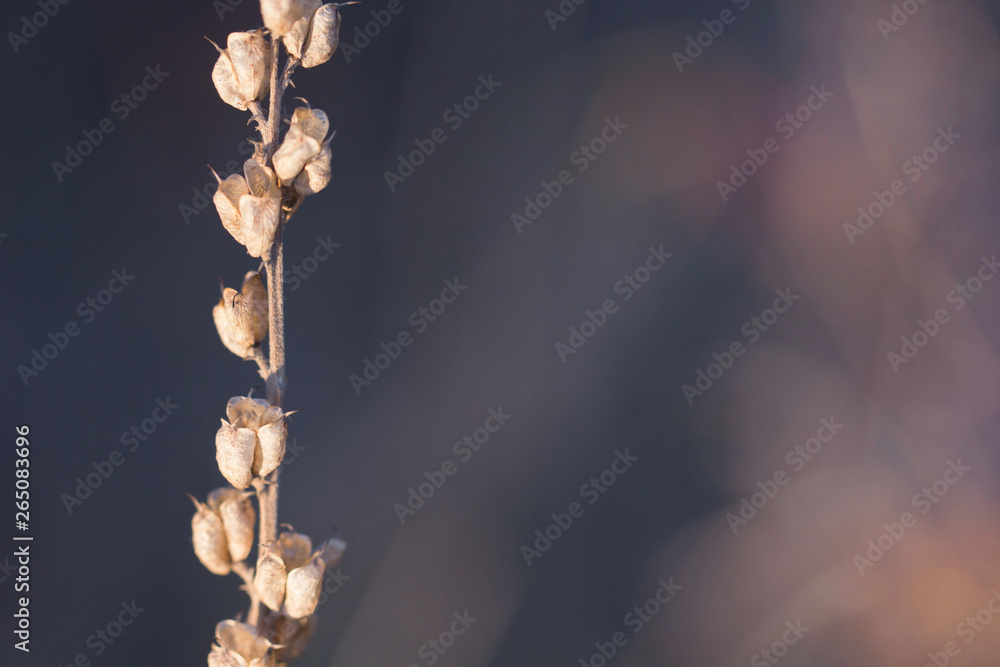 Beautiful dried flower in a natural environment. Dry flowers after winter in the open. Dry flower lit by the rays of the sun.