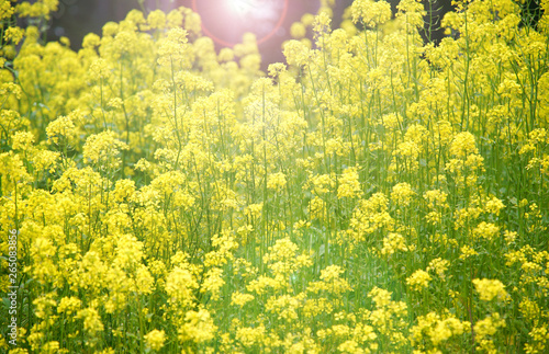Effect Flare Light Blooming Season Yellow Canola Flower Fields                                   