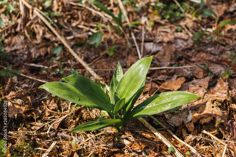 Ramson grows in the spring young forest Ramson grows in the spring young forest