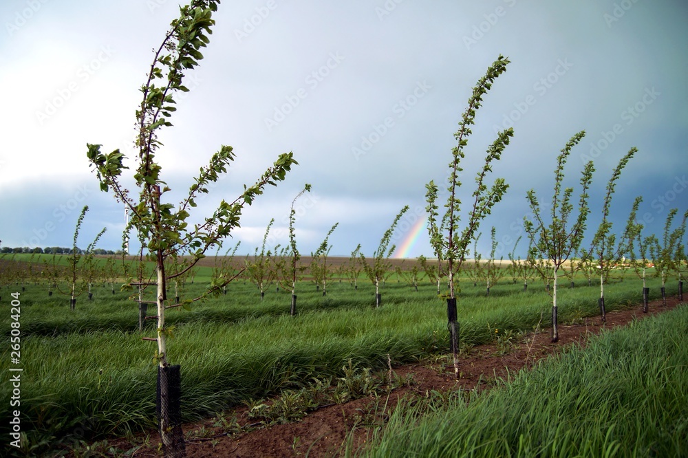 Obraz premium Landscape of a plantation of cherry trees after bloom and rainbow after the rain, young garden spring season, Panoramic photo
