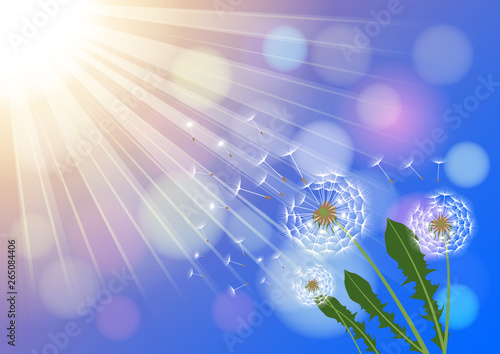Dandelions with flying fluff on the blue sky and  sunlight background