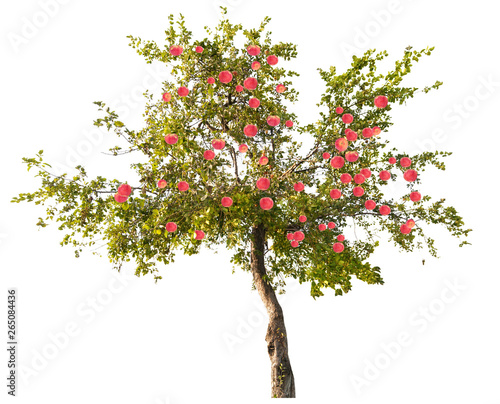 apple tree with large red fruits on white