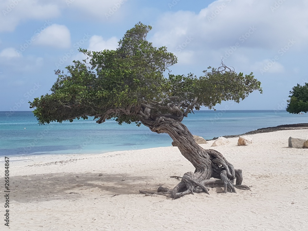 Pure Caribbean beach, we love the little tree 