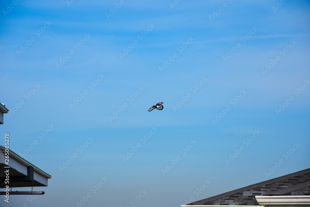 flying pigeon bird in action