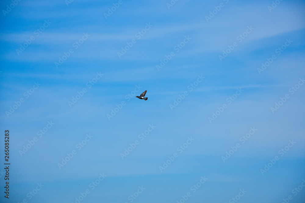 Fototapeta premium flying pigeon bird in action