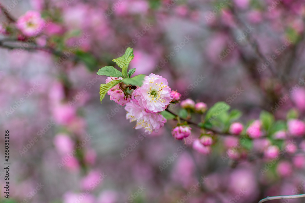 Pink spring sakura flowers on blurred background Pink spring sakura flowers on blurred background