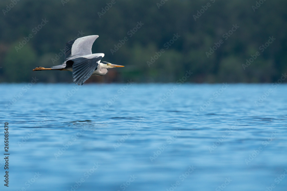 Obraz premium heron cendré