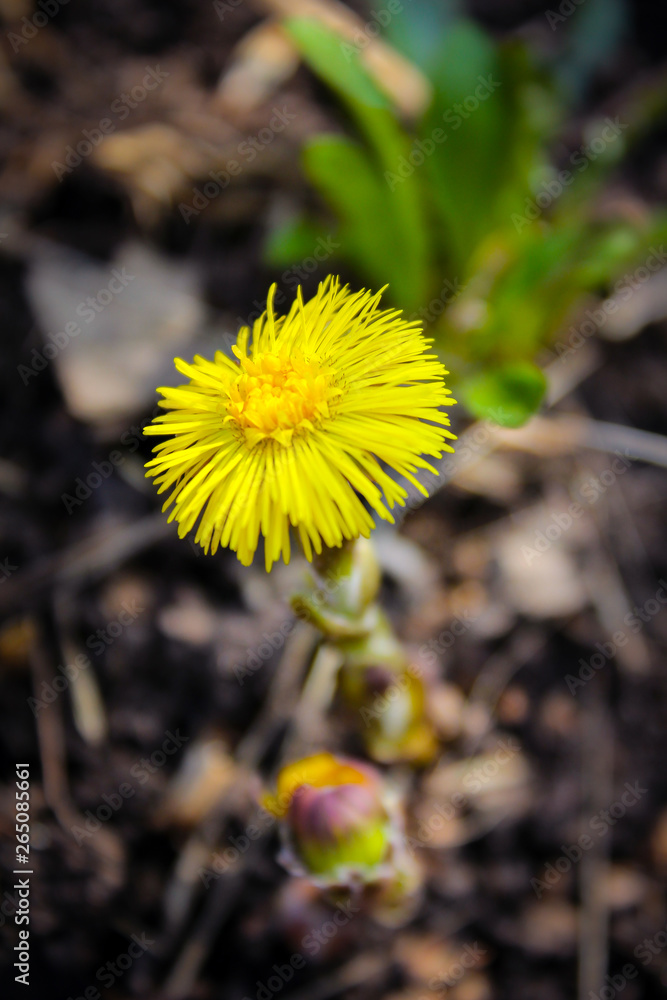 yellow flower spring garden yellow flower spring garden