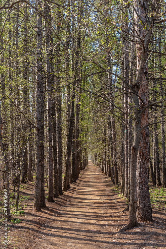 Trail among tall trees in the spring forest. Beautiful woodland landscape