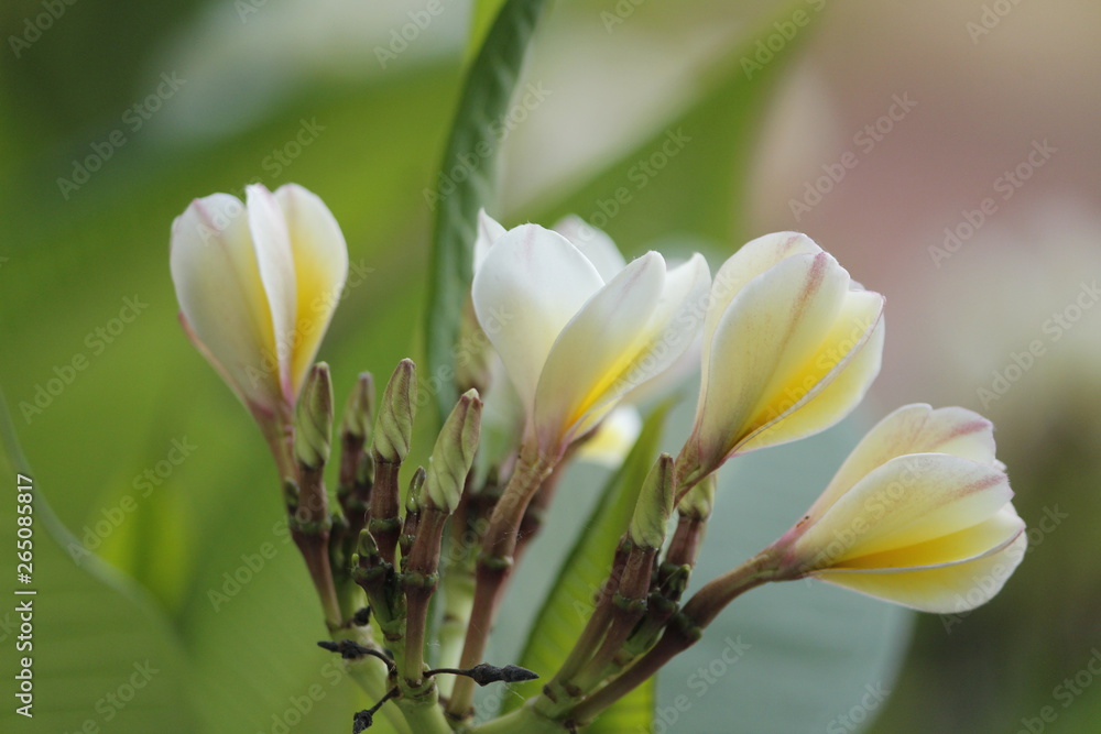 Fototapeta premium Champa flowers