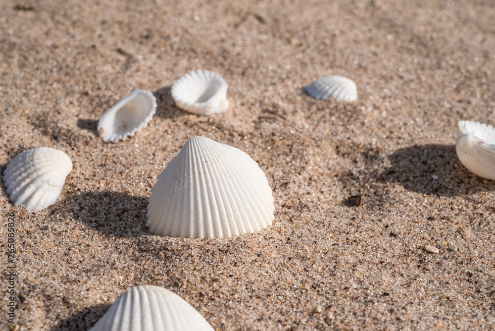 Seashells and pebbles on the sand - summer travel background Seashells and pebbles on the sand - summer travel background
