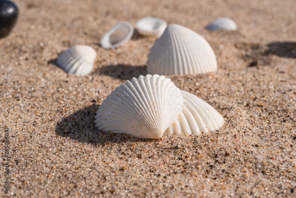 Seashells and pebbles on the sand - summer travel background Seashells and pebbles on the sand - summer travel background