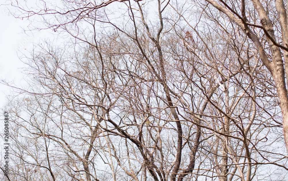 Dead tree on a white background Dead tree on a white background
