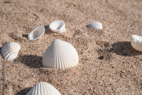 Seashells and pebbles on the sand - summer travel background