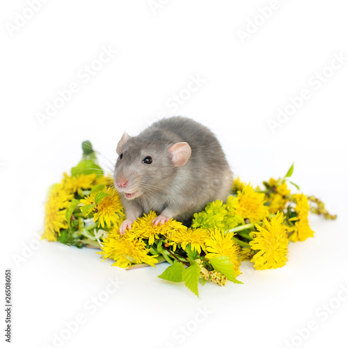 Cute rat on a white isolated background inside a dandelion wreath. Pets, rodents. © Olga
