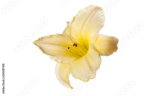 Fototapeta Naklejka Na Ścianę i Meble -  Yellow daylily flower isolated on white background.