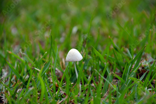 芝生の中に生えていた小さな小さな白いキノコ