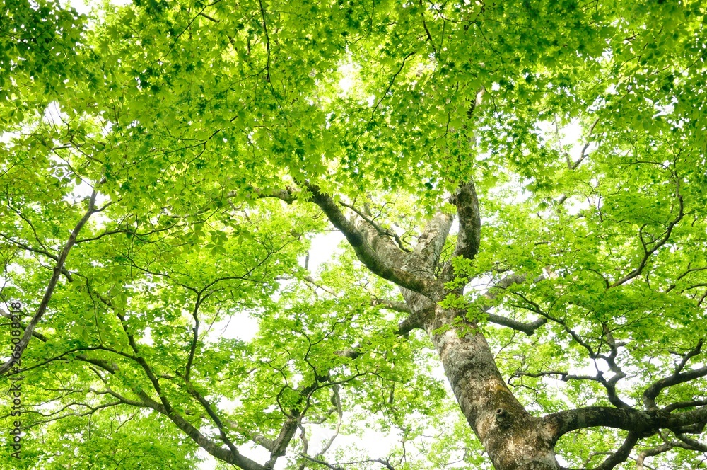 Fototapeta premium 新緑のカエデ