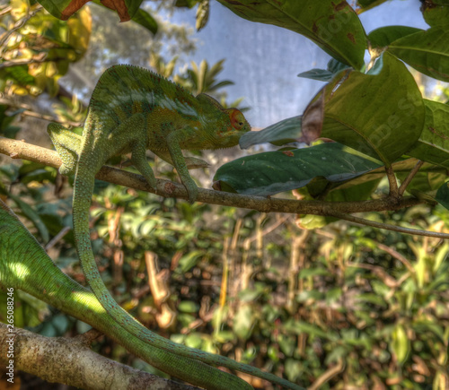 portrait of panther chameleon aka Furcifer pardalis in Andasibe-Mantadia National Park, Madagascar photo