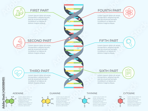 DNA infographic. Genetic spiral, genomic model molecule diagram and adn pattern structure chart vector concept illustration