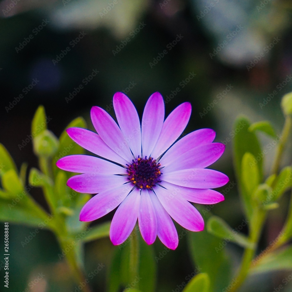 pink flower in the garden in springtime, flower with pink petals in the nature pink flower in the garden in springtime, flower with pink petals in the nature