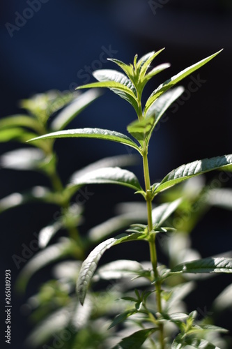 Zitronenverbene (Aloysia citrodora) photo