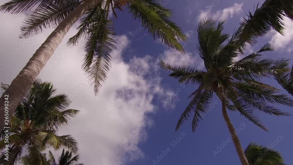 Mahamian Palm Beach Tree Mahamian Palm Beach Tree