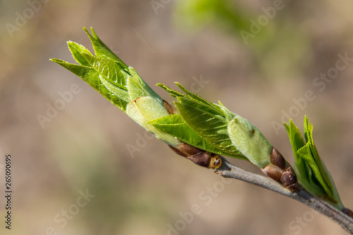 At the end of April from the swollen buds on the trees appear the first leaves.