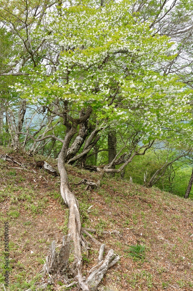 シロヤシオ シロヤシオ