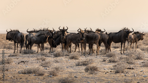 herd of wildebeest in the savannah of Etosha at the end of the day