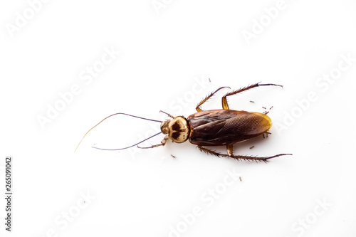 Cockroaches that are being attacked by ants © Detchana