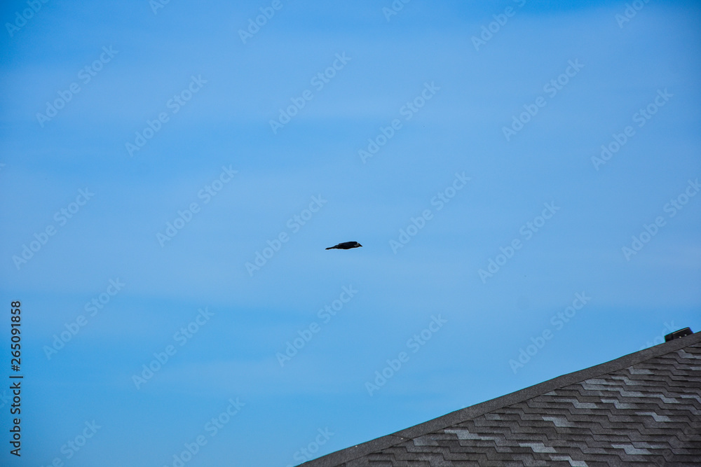 Black crow, blue sky background Black crow, blue sky background