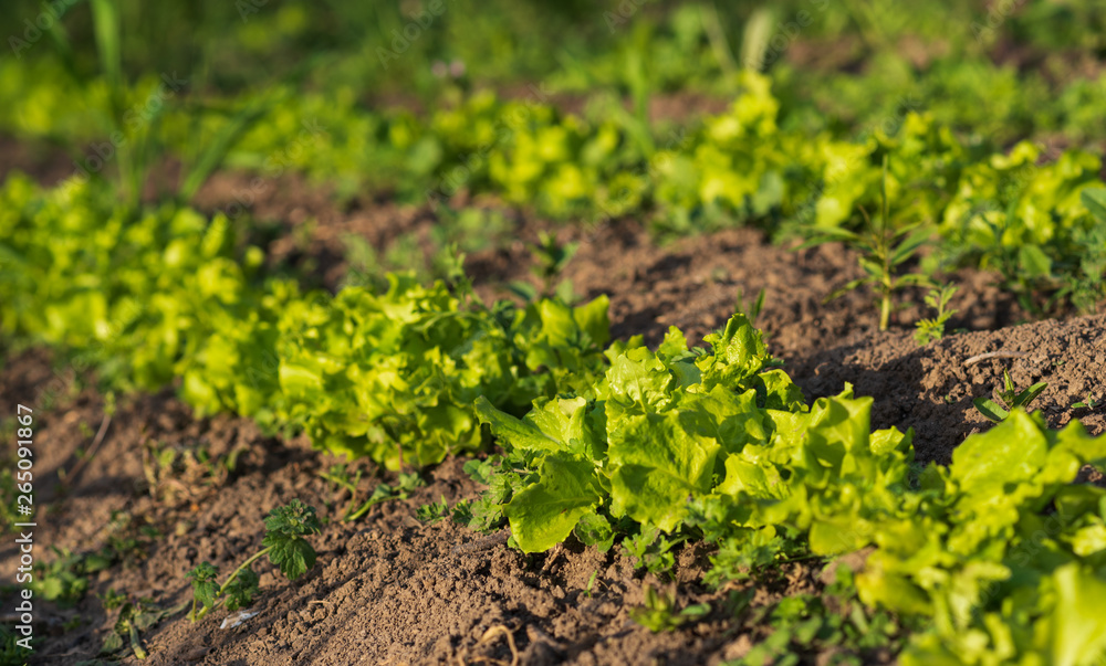 green lettuce grows on the garden. selective focus. green lettuce grows on the garden. selective focus.