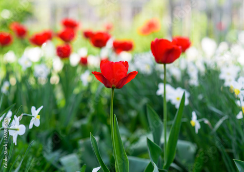 Red tulips in spring meadow on a sunny day