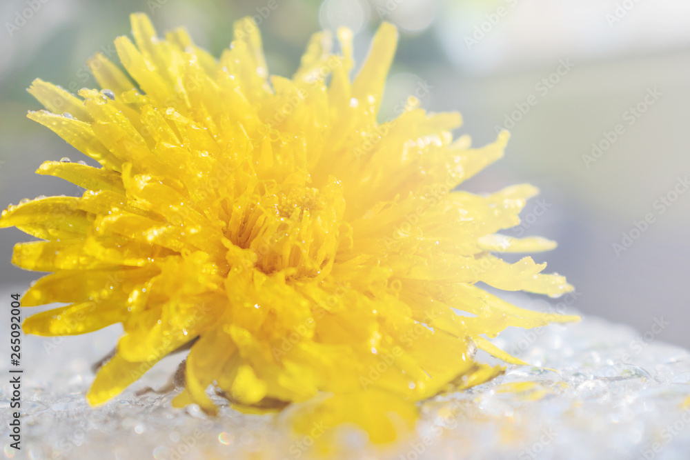 Fototapeta premium Yellow dandelion closeup on a white background. Macro photo, bright sunlight. Suitable for postcards, posters.