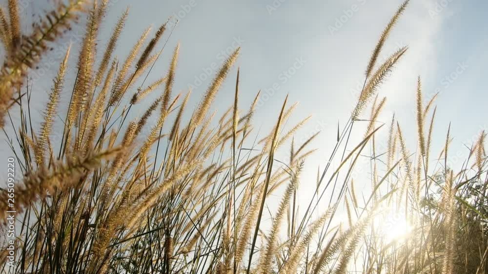 The grass that swayed in the wind on the bright sky The grass that swayed in the wind on the bright sky