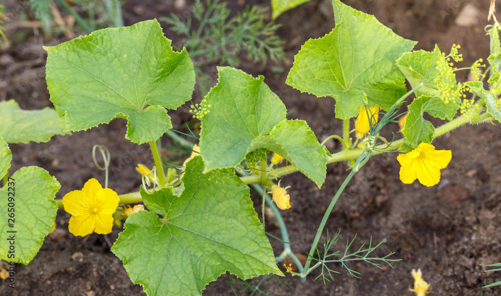 Blooming cucumbers in the garden. Selective focus. Blooming cucumbers in the garden. Selective focus.