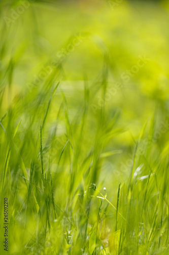 Grass on a sunny meadow. Grass texture. background in bokeh.