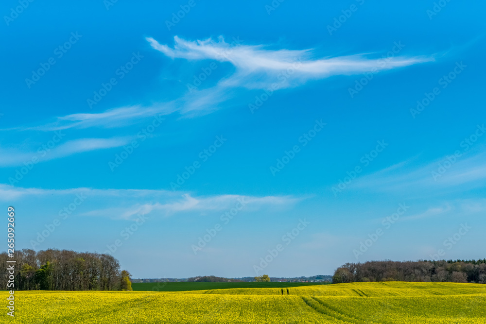 rape field in early summer  and a wide blue sky