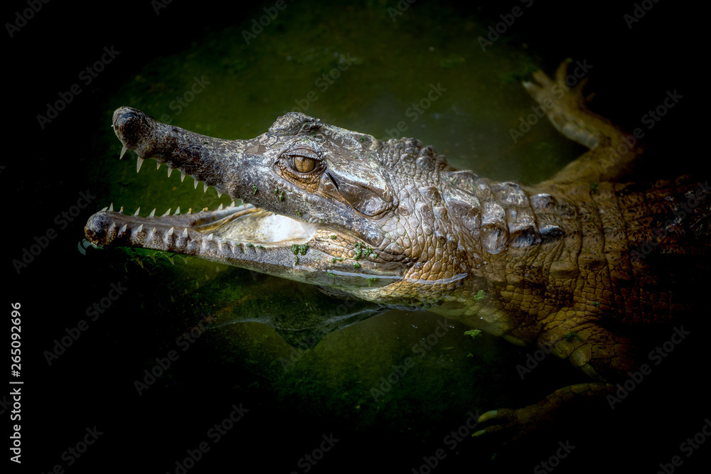 custom made wallpaper toronto digitalMalayan gharial mouth open in a swamp.