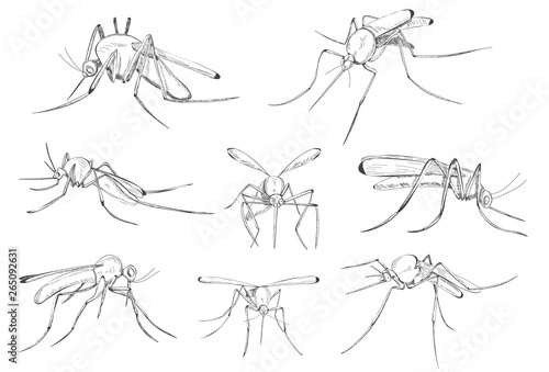 vector, isolated, mosquito sketch, set, lines