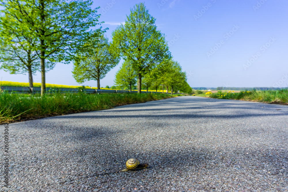 snail on the foot and bicycle path on the way to go further away. selective sharpness,