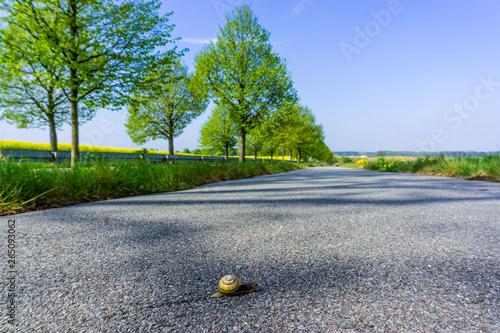 Obraz na płótnie snail on the foot and bicycle path on the way to go further away. selective sharpness, w salonie