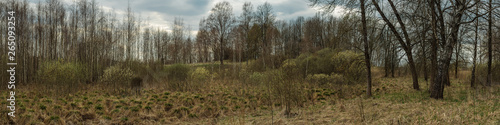 spring landscape. beautiful panoramic view of hilly light forest and dry swamp on an overcast day
