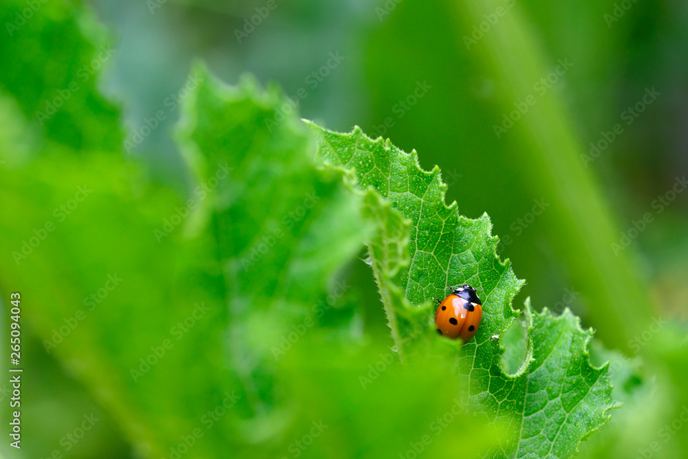 Fototapeta premium ladybug on grren leaf in a garden