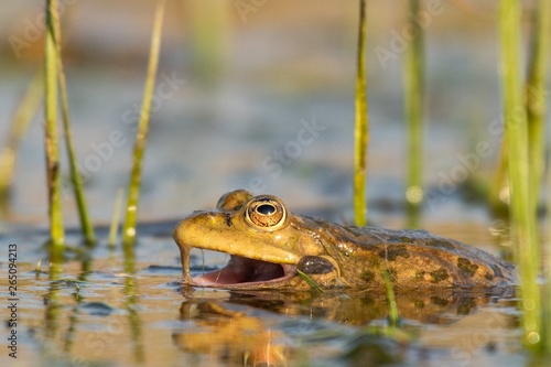 Green Marsh Frog in its natural habitat. Pelophylax ridibundus