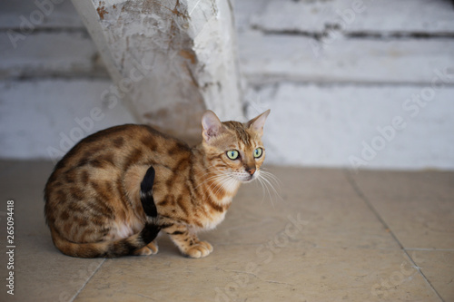Elegant bengal cate female in the attic