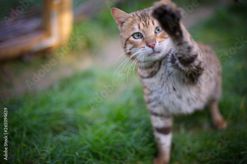 Bengal cat is playing and has a paw up in the air © anna pozzi