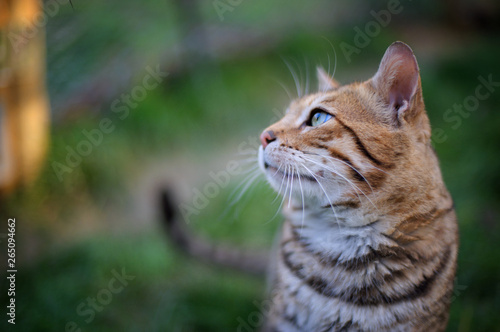 Fototapeta Naklejka Na Ścianę i Meble -  Profile portrait of the head of a bengal cat, beautiful stripes on its fur